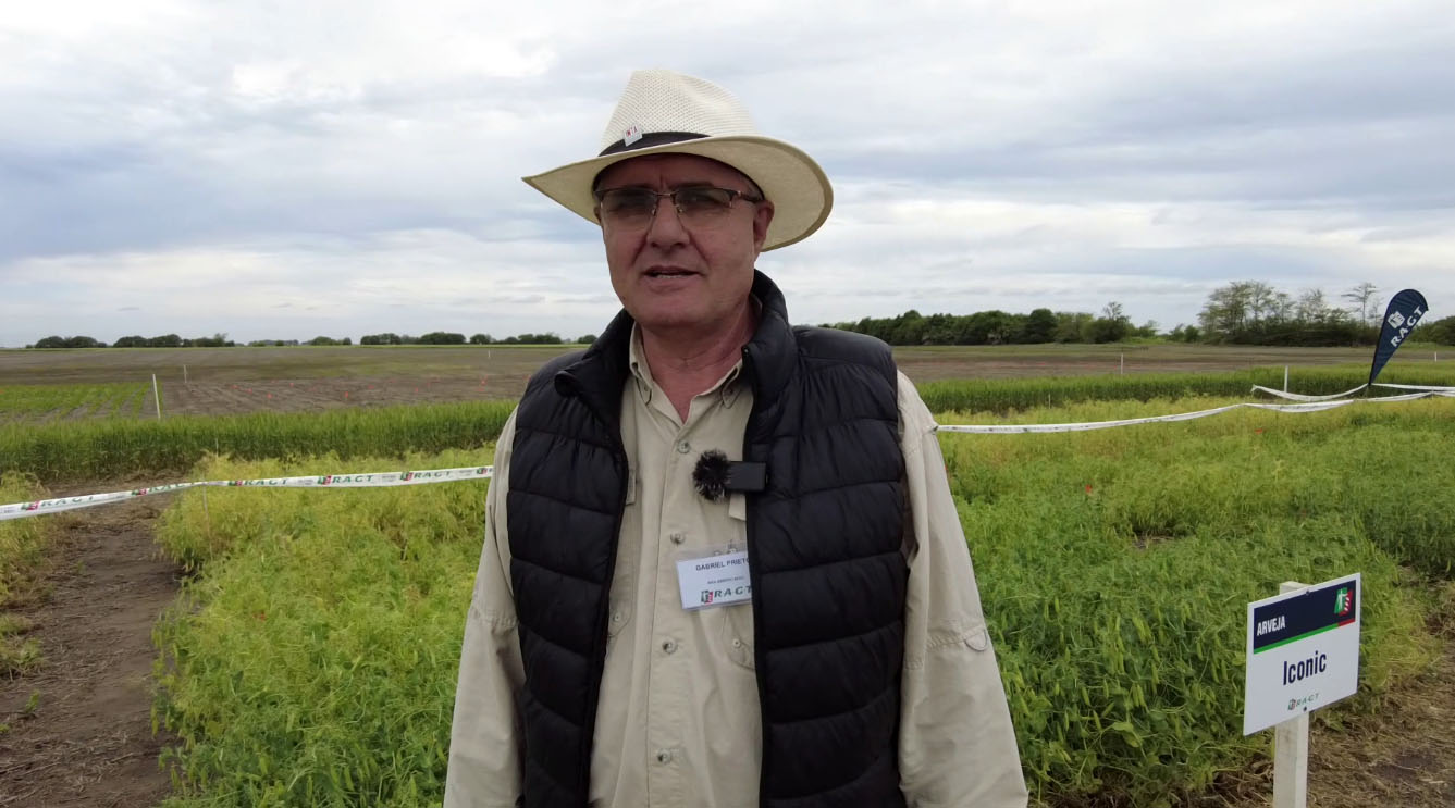 Gabriel Prieto: ¿Cómo fue la campaña de arvejas 2025? ¿Sirvieron los biológicos?